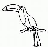 Toucan Outline Bird Drawing Printable Line Clipart Birds sketch template