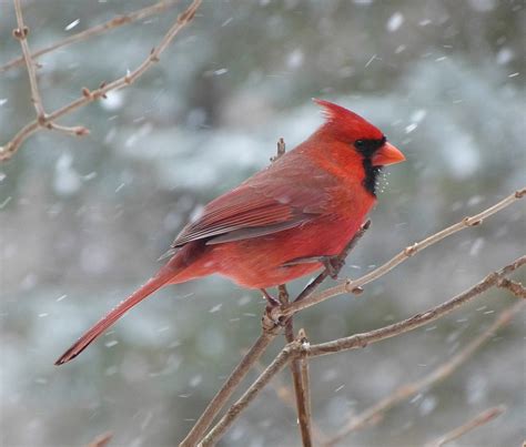 bird cardinal male  photo  pixabay