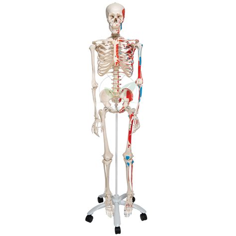 life size human skeleton model painted manufacturers  suppliers