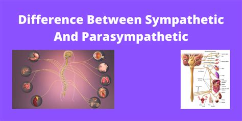 difference between sympathetic and parasympathetic