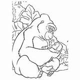 Gorilla Coloring Pages Mountain Cute Kala Silhouette Drawing Sermon Mount Getdrawings Getcolorings Simple Painting Gorillas Print Printable Color Angry Colorings sketch template