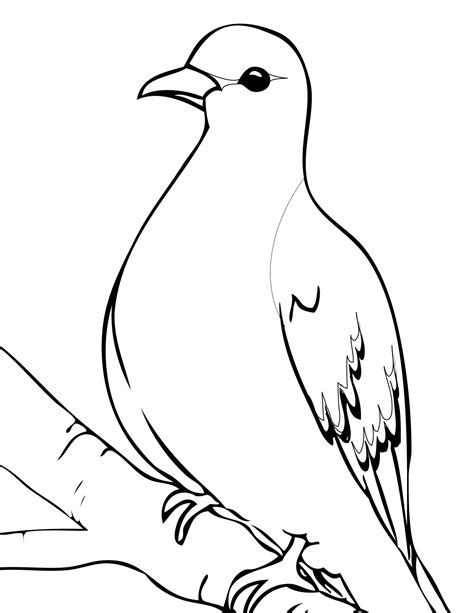 dove coloring page preschool richard mcnarys coloring pages