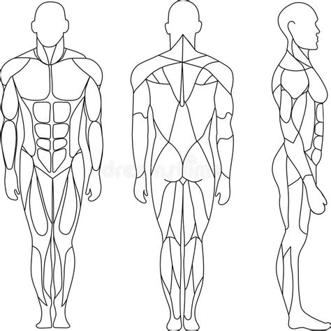 human body outline front  stock illustrations  human body