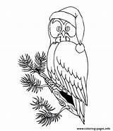 Coloring Owl Christmas Pages S1213 Printable sketch template
