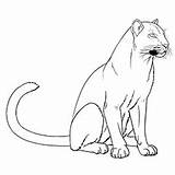 Panther Coloring Pages Florida Cougar Drawing Baby Panthers Printable Outline Gators Color Kids Simple Carolina Vector Getdrawings Painting Getcolorings Pink sketch template