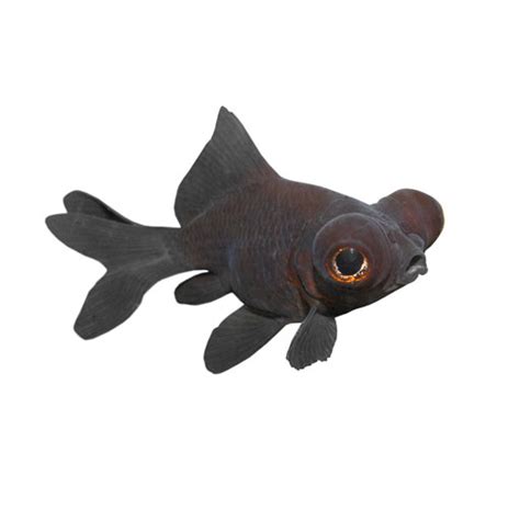 black moor goldfish care guide lifespan    goldfish tank