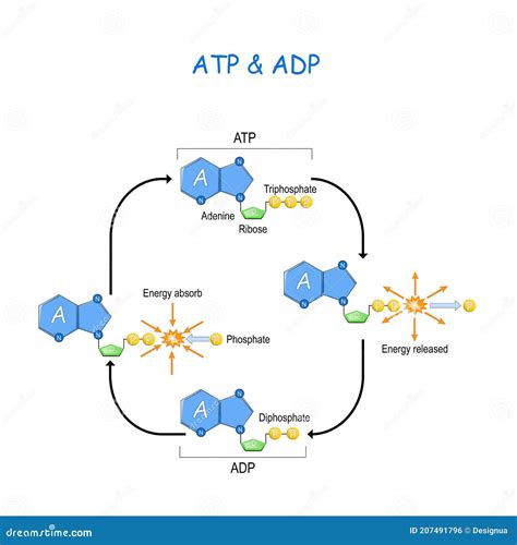 adenosine diphosphate adp molecule plays essential role  energy   storage   cell