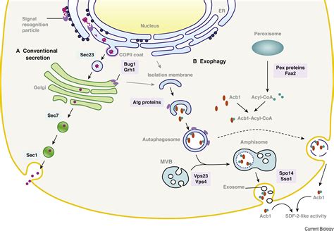 protein secretion unconventional exit  exophagy current biology