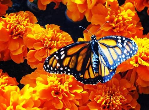 enchanting butterfly garden  dubai dubai blog