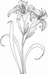 Coloring Lily Pages Drawing Flowers Lilies Printable Flower Drawings Colouring Daylily Color Template Name Sketches Supercoloring Pencil Sheets Adult Daylilies sketch template