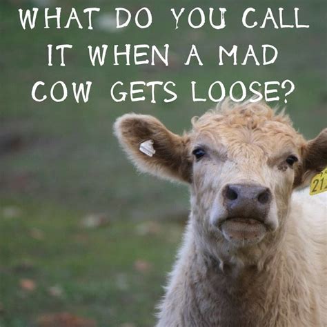 What Do You Call It When A Mad Cow Gets Loose Cowjoke Princessroyal