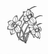 Drawing Daffodils Daffodil Tattoo Flower Narcissus Clipart Tattoos Family Outline Ver Clip Flowers Designs Getdrawings Drawings Sketch Three Library Draw sketch template