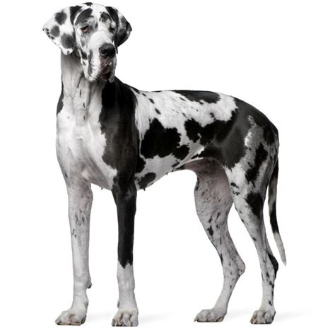great dane colors  patterns  amazing pictures great dane puppy dane dog