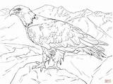 Eagle Bald Alaska Coloring Pages Printable Drawing Supercoloring Color Soaring Drawings Adult Birds Kids Flag Bird Lines Draw sketch template