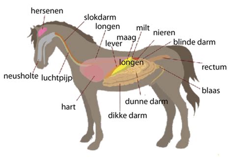 paard anatomie hoe teken je een paardenhoofd anatomie studie paard jenairo joinfe