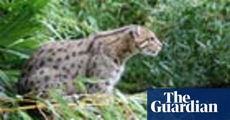 The World S Most Endangered Species 2008 Environment The Guardian