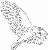 Vulture Condor sketch template