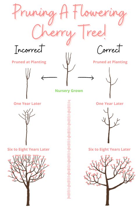Proplanttips Flowering Cherry Tree Care