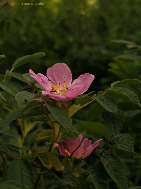 rosa majalis zimtrose mairose   scented  nic flickr