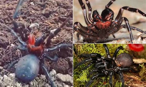 dual coloured funnel web spider discovered in nsw thanks