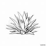 Agave Vector Drawing Tequila Plant Sketch Blue Illustration Drawn Hand Main Ingredient Cactus Style Isolated Illustrations Tattoo Stock Colorful Side sketch template