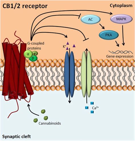 Cannabinoid Receptors Cannabinoid Cb Receptors Are G Protein Coupled