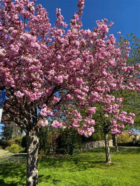 cerisier du japon culture  floraison