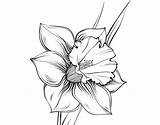 Flower Drawing Narcissus Larkspur Clipart Coloringcrew Clipartmag Clip Flowers Coloring Collection sketch template