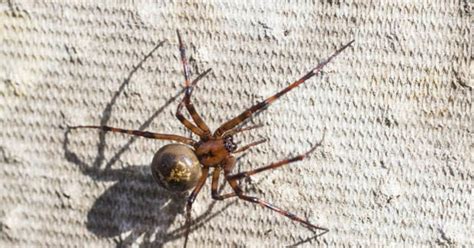 killer spider invasion false widow outbreak hits uk homes
