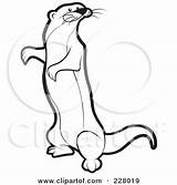 Mongoose Standing Coloring Outline Clipart Illustration Royalty Lal Perera Rf Drawings 61kb 470px sketch template