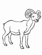 Goat Leukekleurplaten Coloringpage Sheeps sketch template