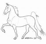 Lineart Gaited Saddlebred Cavalo Cavalos Linearts sketch template