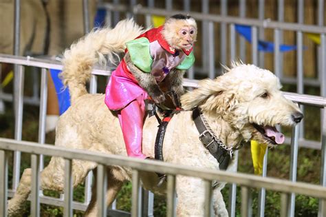 cruel  cute monkey jockey show  florida county fair sparks outcry