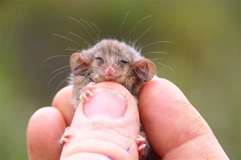 adorable pygmy possum decimated  bushfires   australian island
