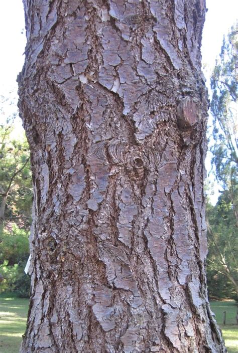 douglas fir tree guide uk douglas fir tree identification