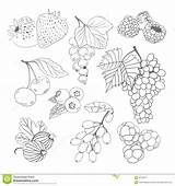 Berries Coloring Book Collection Vector Preview sketch template