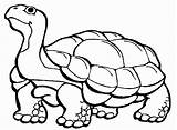 Tortoise Bestcoloringpagesforkids Slowly Turtles Utilising Button sketch template