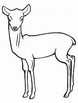 Antelope Grassland Mewarnai Antelop Clipartmag sketch template