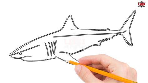 draw  great white shark step  step easy  kids simple