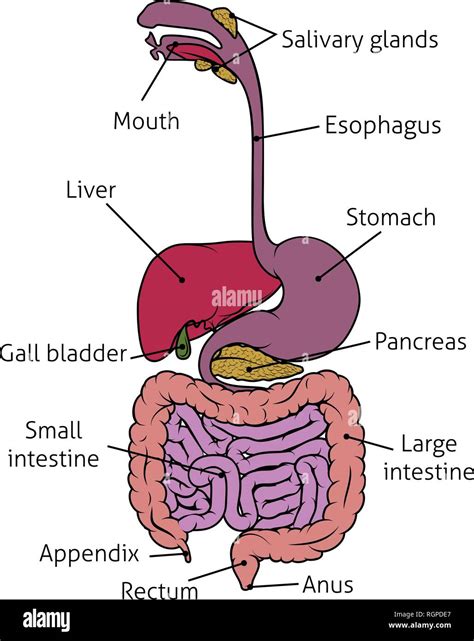 umano sistema gastrointestinale gut apparato digerente immagine  vettoriale alamy