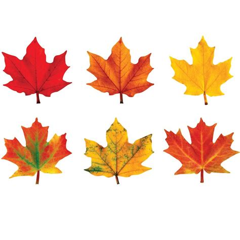 maple leaves classic accents variety pack maple leaf art fall leaves