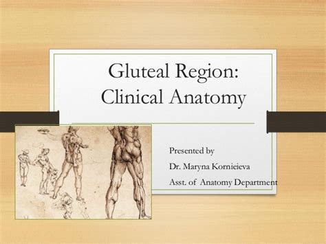 Gluteal Region Clinical Anatomy