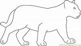 Panther Panthers Coloringpages101 Designlooter sketch template