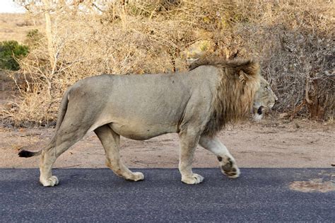 male lion walking   road kruger national park south africa stock photo