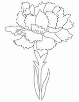 Carnation Coloring Flower Drawing Carnations Birth Pages Flowers Printable Drawings Kids Bestcoloringpages Color Svg Tattoo Draw Getdrawings Getcolorings Floral Print sketch template