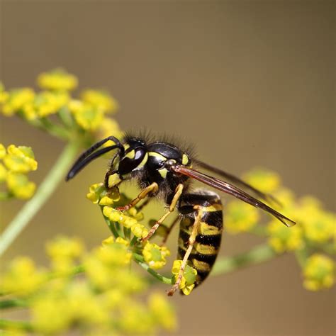 hornet bee wasp removal green pest solutions