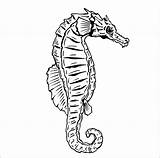 Seahorse Coloring Pages Realistic Coloringbay sketch template