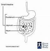 Diagram Intestine Small Intestines Anatomy Function Location Knowyourbody Length sketch template