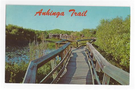 fl everglades national park anhinga trail vintage postcard