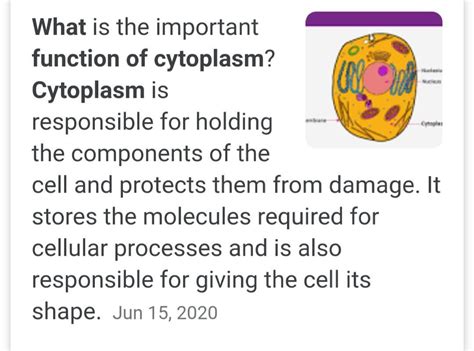 What Is The Role Of Cytoplasm